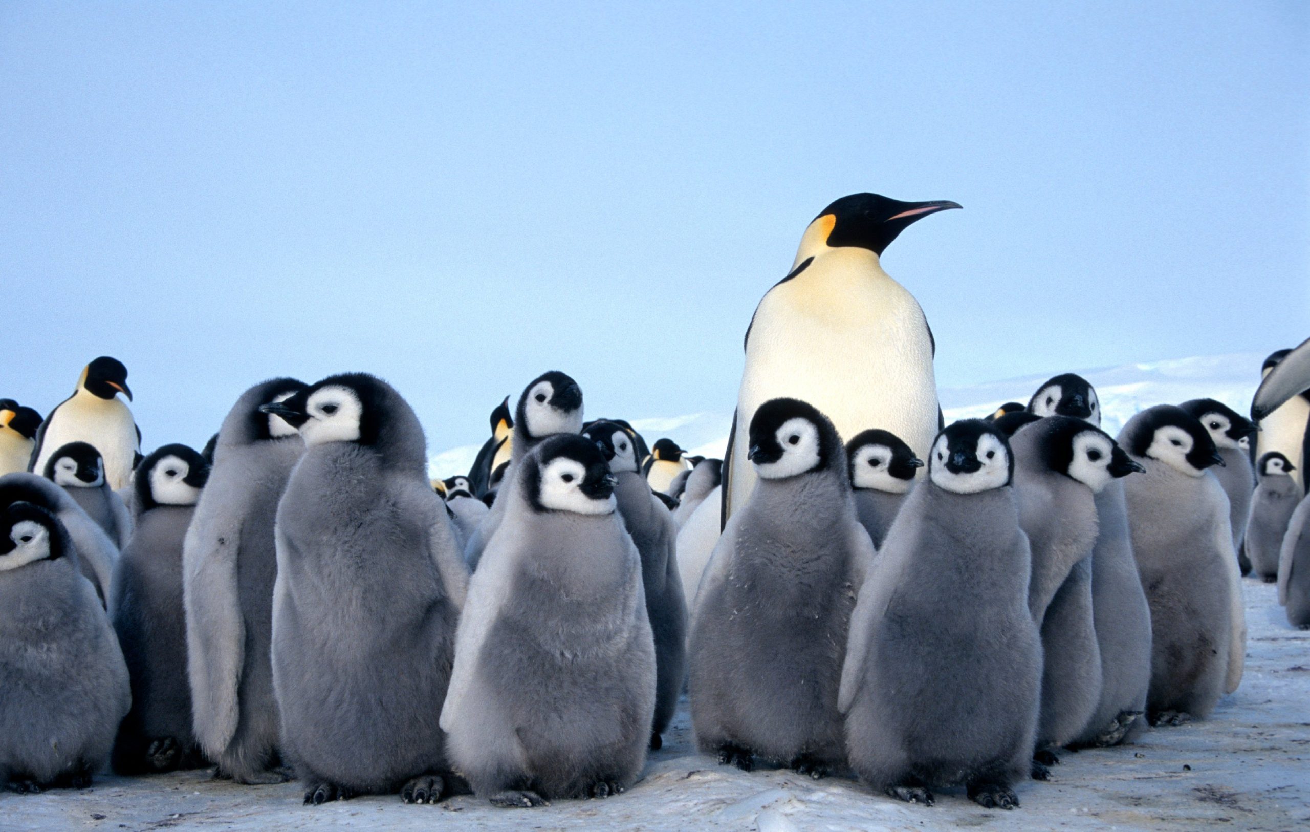 Chim cánh cụt có thể là sinh vật ngoài trái đất