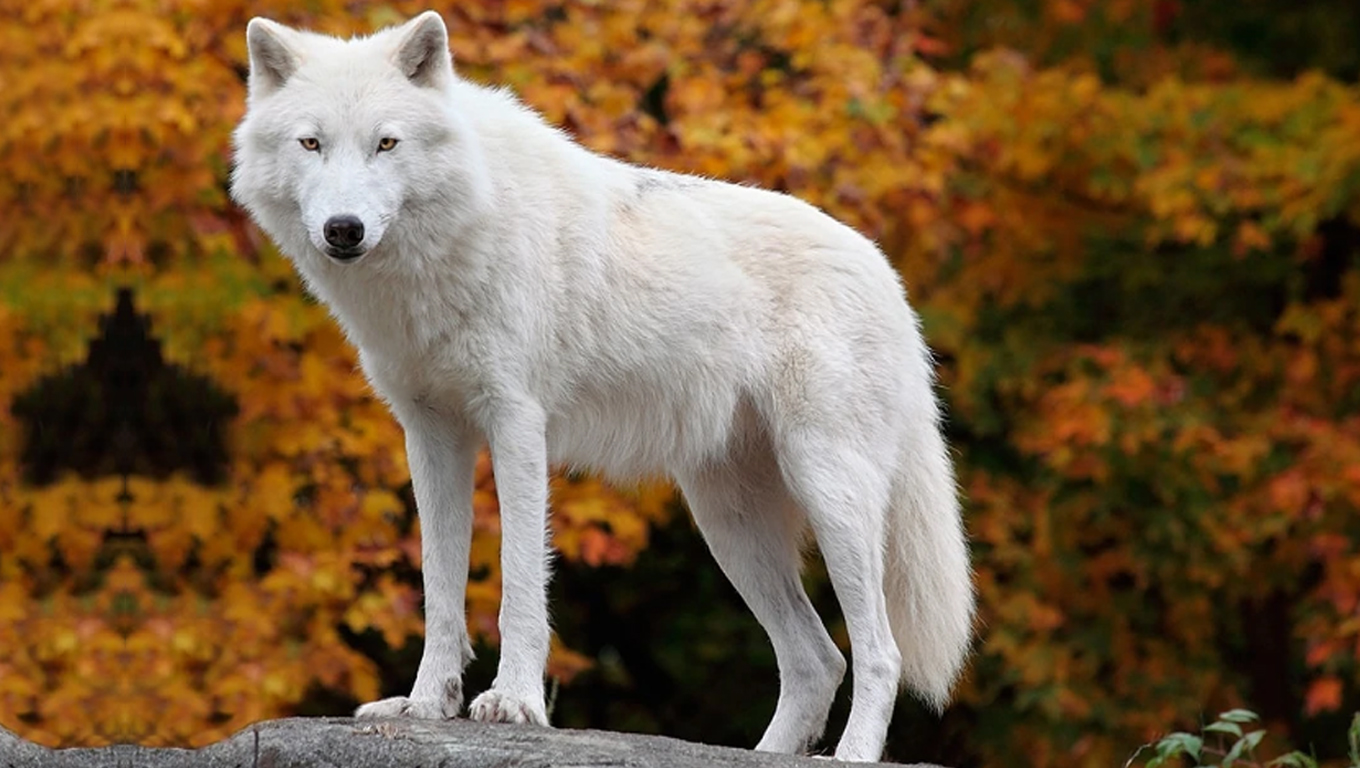 5000+ Wolf & hình ảnh chó sói đẹp nhất - Pixabay