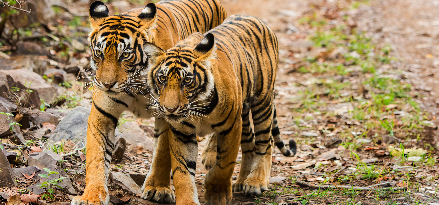 Khoảng 3400 hổ hoang ở Châu Á