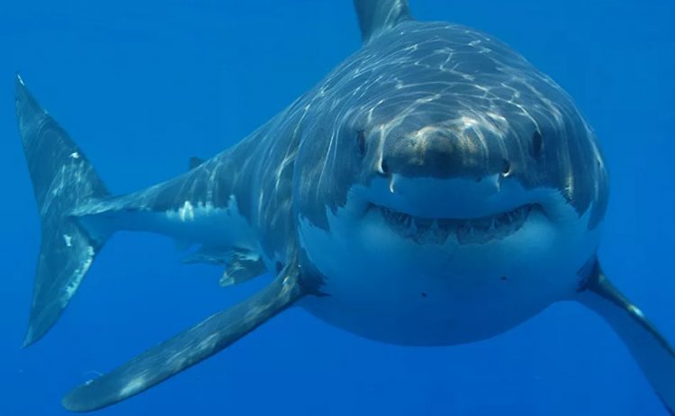 Cá mập đang trong tình trạng nguy cấp do sản xuất vaccine