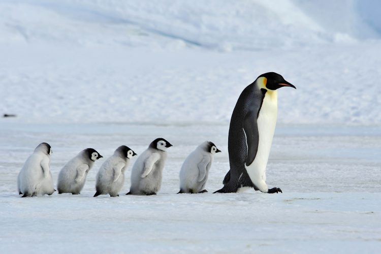Phát hiện bằng chứng cho thấy chim cánh cụt không là sinh vật Trái đất