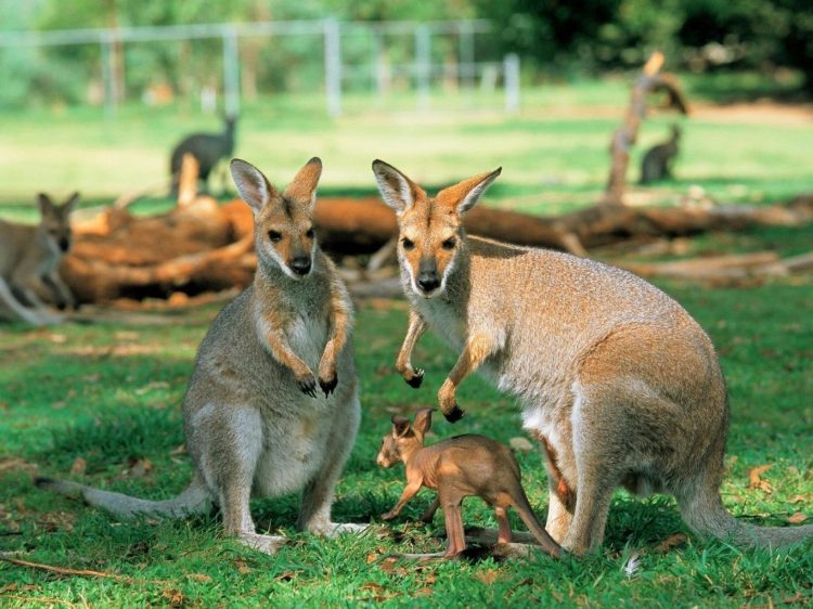 Thí nghiệm chứng minh kangaroo có thể giao tiếp được với con người